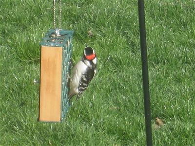  DOWNY WOODPECKER 